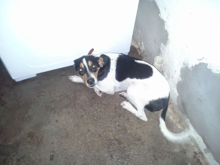 Cachorro raça VIRA LATA idade 7 a 11 meses nome DORA