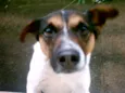 Laika