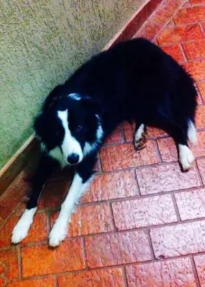 Cachorro raça Border Collie idade 4 anos nome Billy GRATIFICA