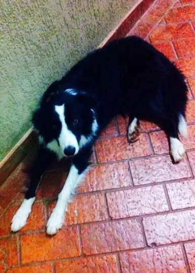 Cachorro ra a Border Collie idade 4 anos nome Billy GRATIFICA