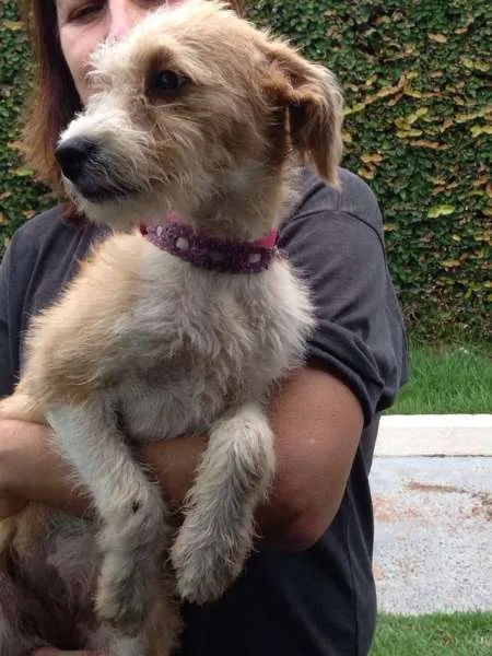 Cachorro ra a srd idade  nome sem nome
