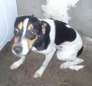 Cachorro raça VIRA LATA idade 7 a 11 meses nome DORA