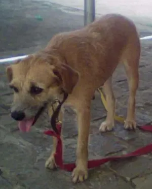 Cachorro raça Vira Lata idade 3 anos nome Chiquinha