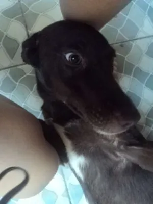 Cachorro raça SRD idade 7 a 11 meses nome Luna