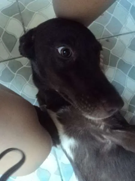 Cachorro ra a SRD idade 7 a 11 meses nome Luna