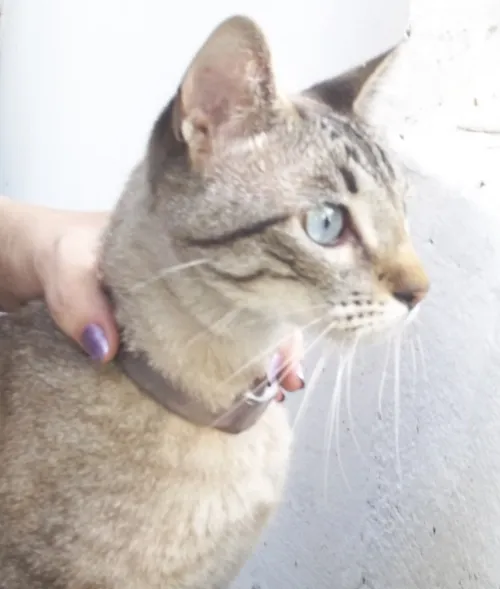 Gato ra a Tigre Europeu (Mestiça) idade 1 ano nome Clarice