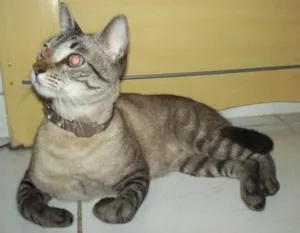 Gato raça Tigre Europeu (Mestiça) idade 1 ano nome Clarice