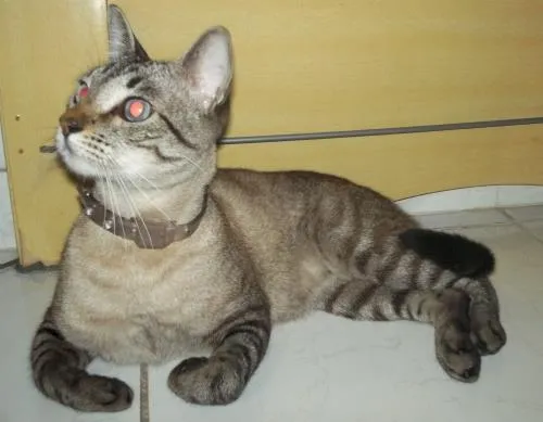 Gato ra a Tigre Europeu (Mestiça) idade 1 ano nome Clarice