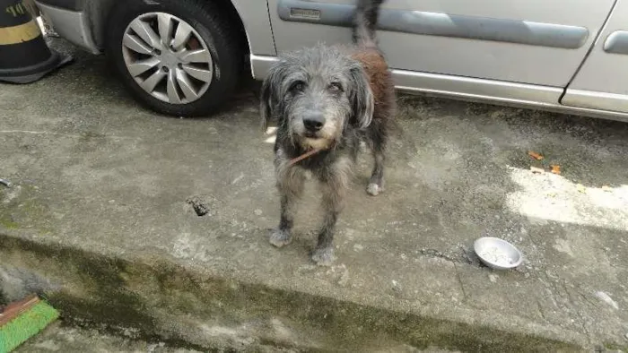 Cachorro ra a poodle idade 3 anos nome sem nome