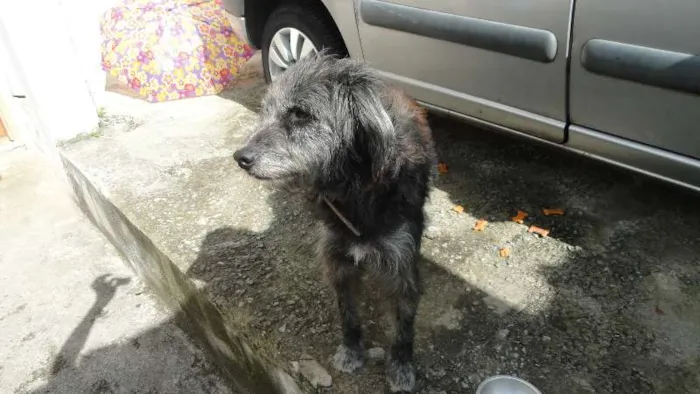 Cachorro ra a poodle idade 3 anos nome sem nome