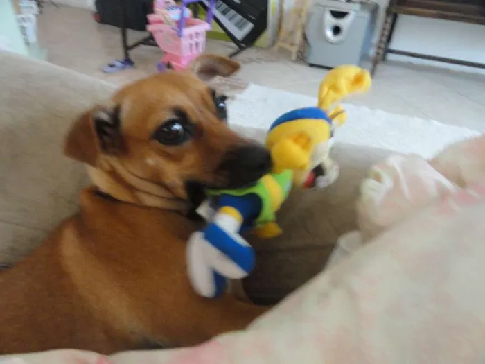 Cachorro ra a chiuhaua idade 2 anos nome Lili