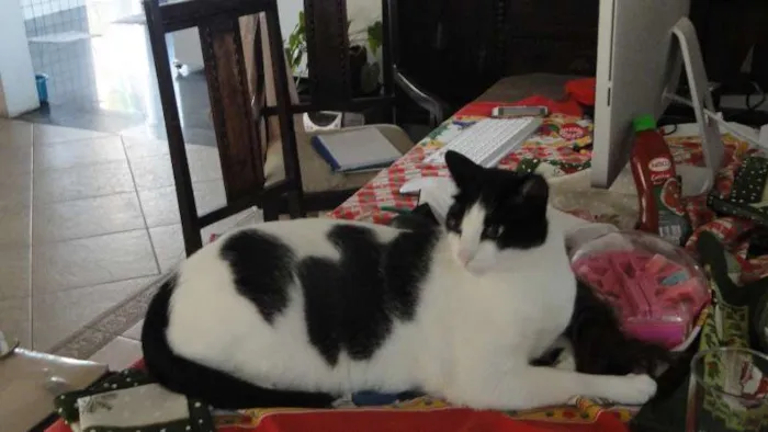 Gato ra a SRD idade 3 anos nome Chuvisco