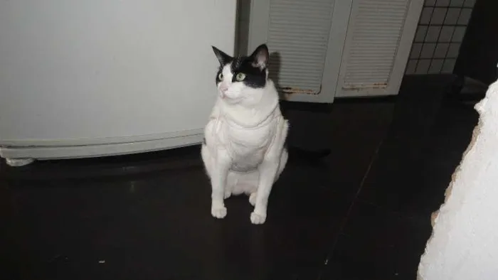 Gato ra a SRD idade 3 anos nome Chuvisco