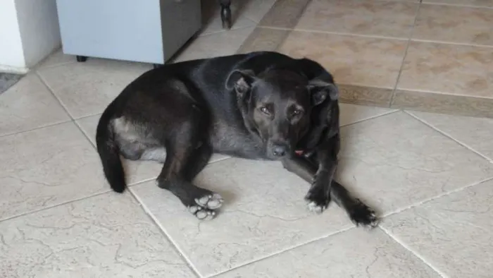 Cachorro ra a SRD idade 3 anos nome NEGÃO