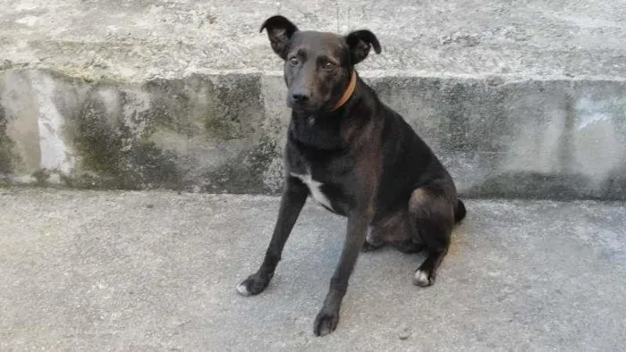 Cachorro ra a SRD idade 3 anos nome NEGÃO
