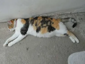 Gato raça SRD idade 4 anos nome CHERRY