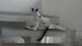 FIFI