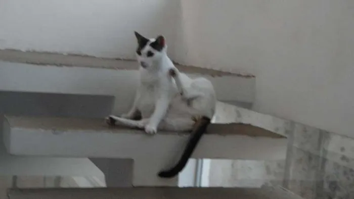 Gato ra a SRD idade 4 anos nome FIFI