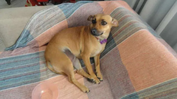 Cachorro ra a chiuhaua idade 2 anos nome Lili