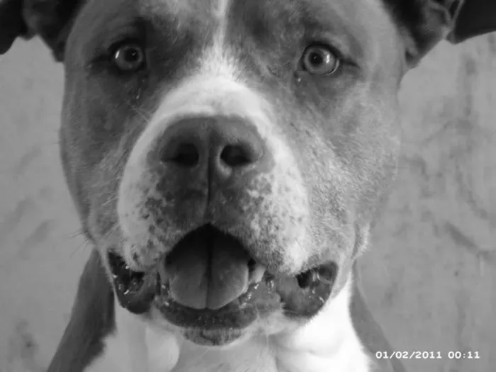 Cachorro ra a Pit-Bull idade 7 a 11 meses nome Eros