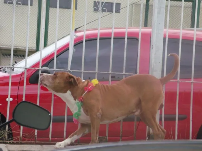 Cachorro ra a Pit-Bull idade 7 a 11 meses nome Eros