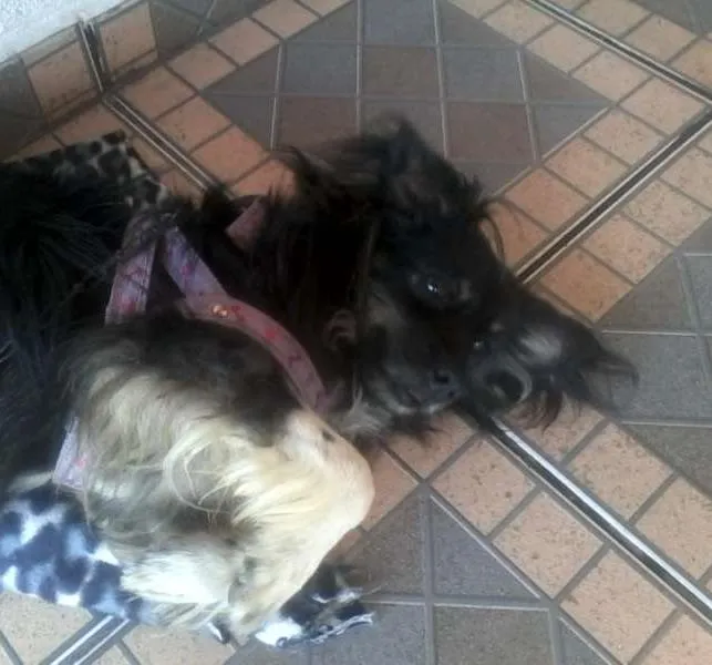 Cachorro ra a SRD idade 3 anos nome Babi