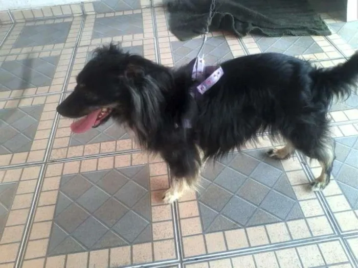 Cachorro ra a SRD idade 3 anos nome Babi