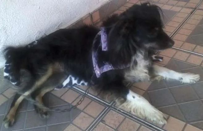 Cachorro ra a SRD idade 3 anos nome Babi
