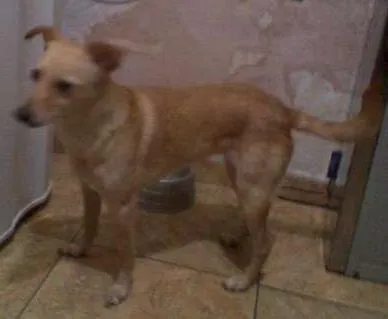 Cachorro ra a vira lata idade 5 anos nome minie