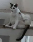 FIFI