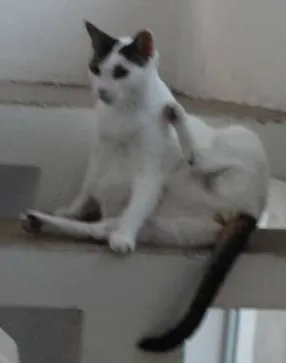 Gato raça SRD idade 4 anos nome FIFI