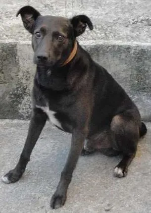 Cachorro ra a SRD idade 3 anos nome NEGÃO