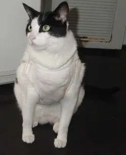 Gato raça SRD idade 3 anos nome Chuvisco
