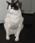 Chuvisco