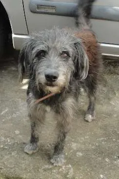 Cachorro raça poodle idade 3 anos nome sem nome