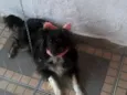 Babi