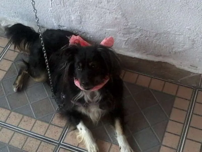 Cachorro ra a SRD idade 3 anos nome Babi