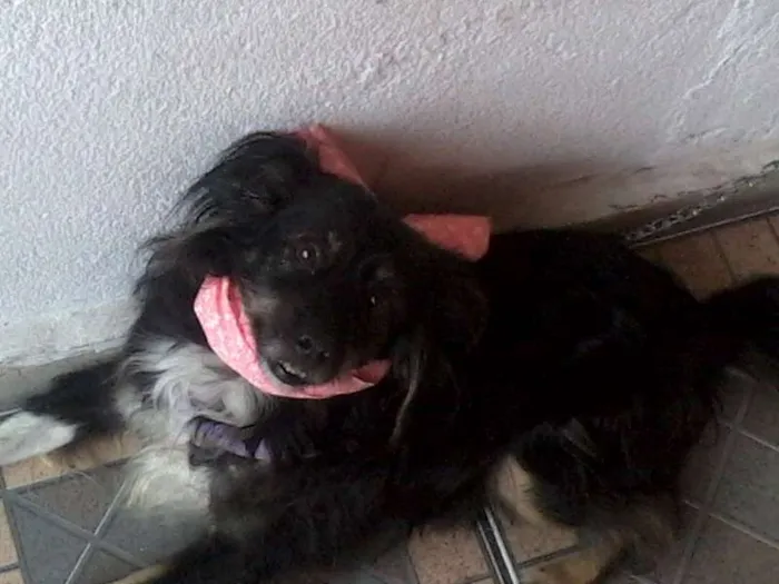 Cachorro ra a SRD idade 3 anos nome Babi