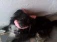 Babi