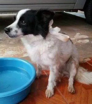 Cachorro raça  idade  nome Cadê meu dono?