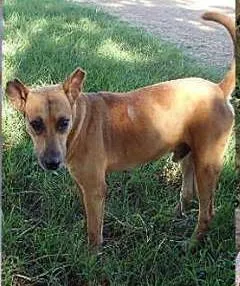 Cachorro raça SRD idade  nome Jobi