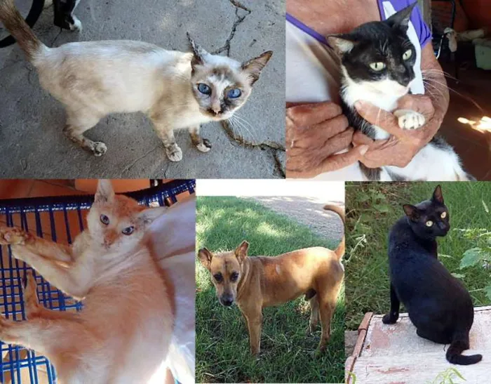 Gato ra a dv idade  nome Gatinhos machos e f