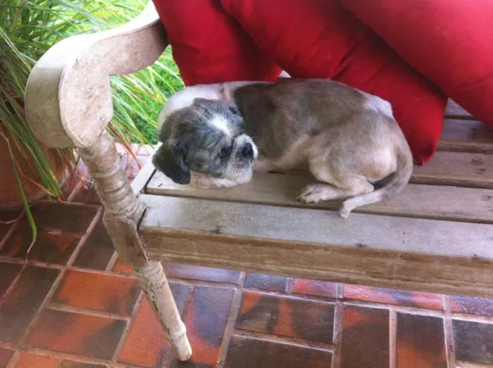 Cachorro ra a Shitzu idade  nome Arthur