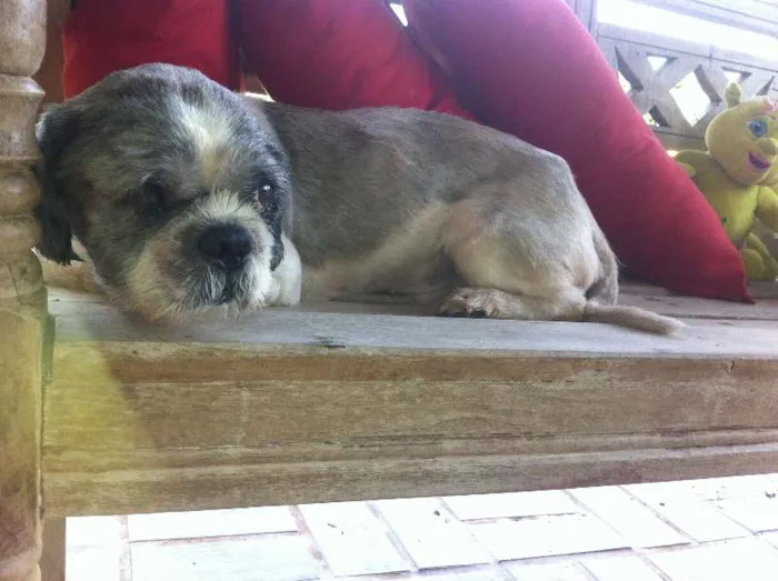Cachorro ra a Shitzu idade  nome Arthur