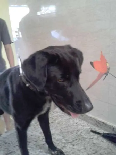 Cachorro ra a Labrador idade 2 anos nome Sem Nome