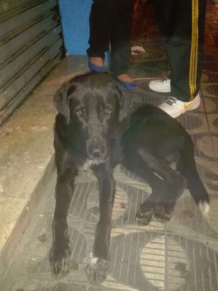Cachorro ra a Labrador idade 2 anos nome Sem Nome