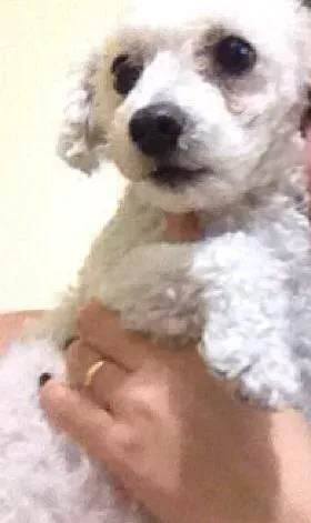 Cachorro raça Poodle idade 6 ou mais anos nome JULIE GRATIFICA