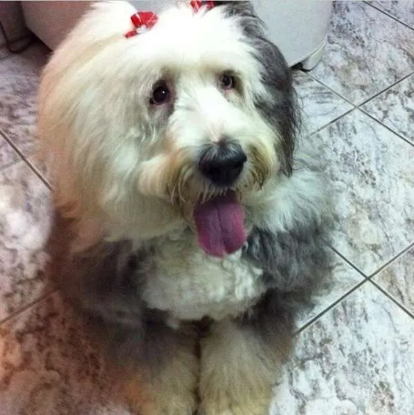 Cachorro ra a sheepdog idade 6 ou mais anos nome Priscila