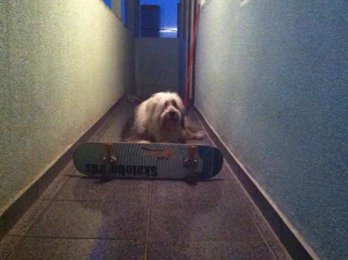 Cachorro ra a sheepdog idade 6 ou mais anos nome Priscila