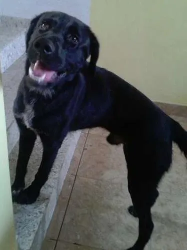Cachorro ra a Labrador idade 2 anos nome Sem Nome
